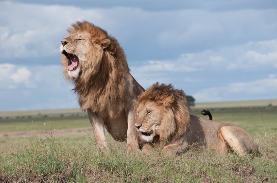 2 Lions